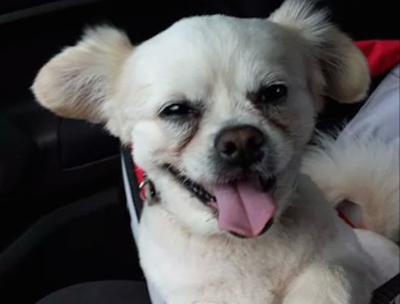 Nhìn ảnh chó đoán giới tính 