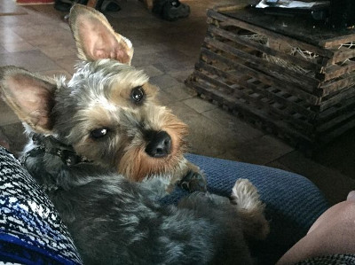 Nhìn ảnh chó đoán giới tính 