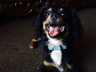 Nhìn ảnh chó đoán giới tính 