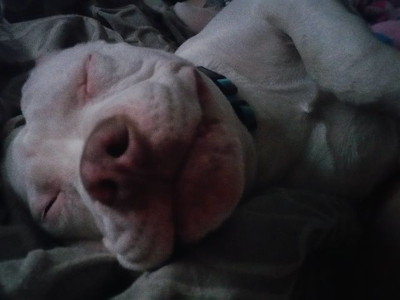 Nhìn ảnh chó đoán giới tính 