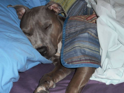 Nhìn ảnh chó đoán giới tính 