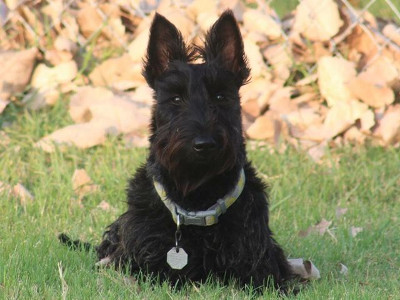 Nhìn ảnh chó đoán giới tính 