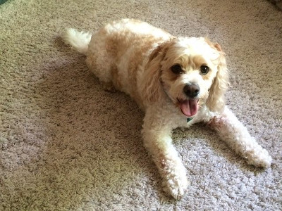 Nhìn ảnh chó đoán giới tính 