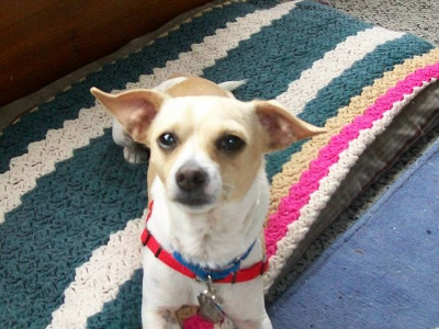 Nhìn ảnh chó đoán giới tính 