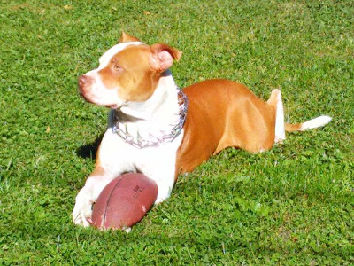 Nhìn ảnh chó đoán giới tính