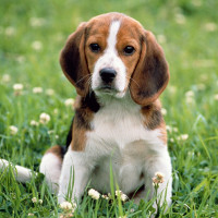 Trắc nghiệm vui: Nhìn ảnh chó đoán giới tính