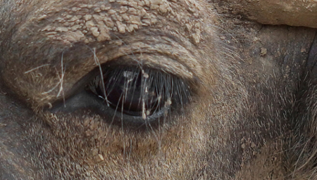 Nhìn mắt đoán tên động vật 