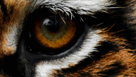 Nhìn mắt đoán tên động vật 