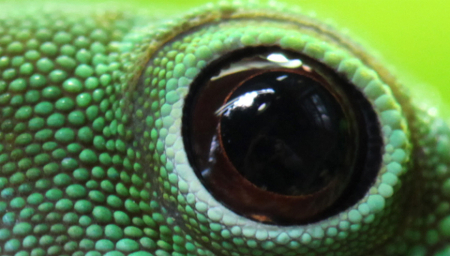 Nhìn mắt đoán tên động vật 