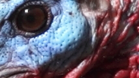 Nhìn mắt đoán tên động vật 