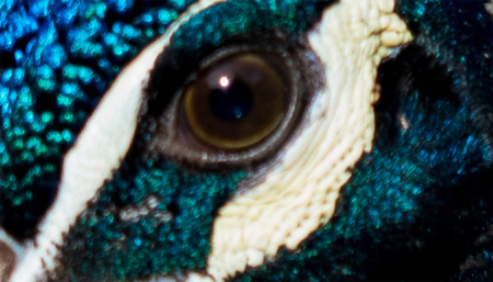 Nhìn mắt đoán tên động vật 