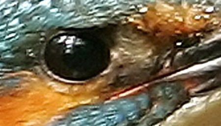 Nhìn mắt đoán tên động vật 