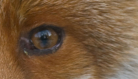 Nhìn mắt đoán tên động vật 