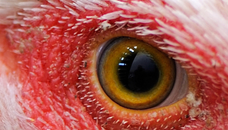 Nhìn mắt đoán tên động vật 