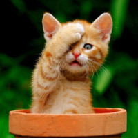 Nhìn mắt đoán tên động vật