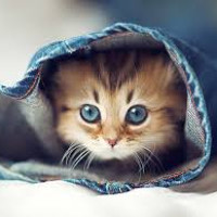 Chỉ có thể là mù màu nếu không phân biệt nổi những màu sau