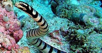 Trắc nghiệm kiến thức 