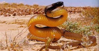 Các loài rắn độc 