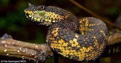 Các loài rắn độc 