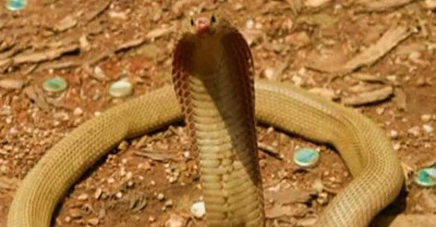 Các loải rắn độc 