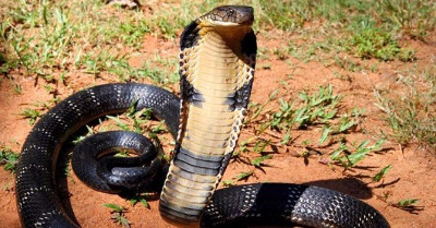 Các loài rắn độc 