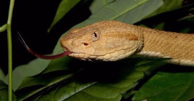 Các loài rắn độc 