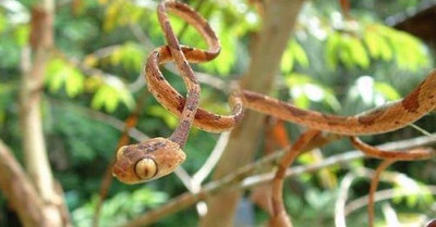 Các loài rắn độc 