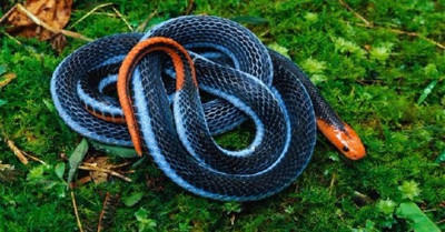 các loài rắn độc 