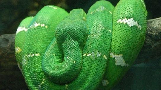 Các loài rắn độc