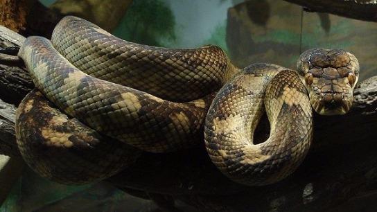 Các loài rắn độc 
