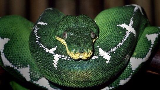 Các loài rắn độc 