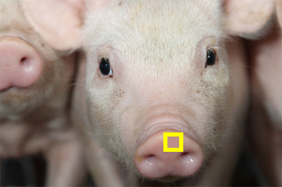 Phân biệt màu sắc