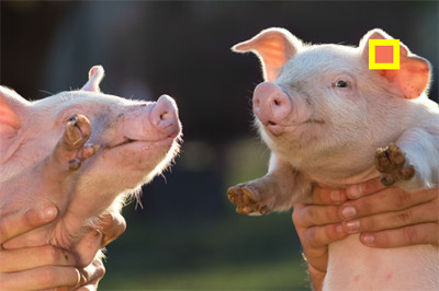 Phân biệt màu sắc 