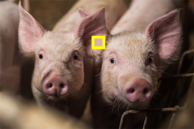 phân biệt màu sắc 