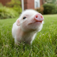 Đố bạn tìm đúng màu da của 6 em lợn xinh xắn này!