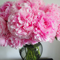 Bạn là loài hoa nào giữa xứ sở của những bông hoa?