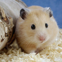 Chỉ người nào tài giỏi mới có thể nhìn hình đoán tòa nhà nào cao hơn!