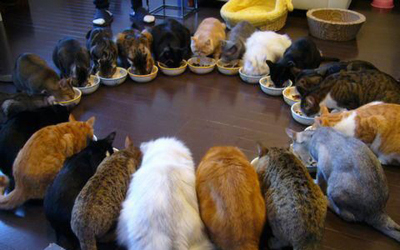 Trắc nghiệm kiến thức về loài mèo 