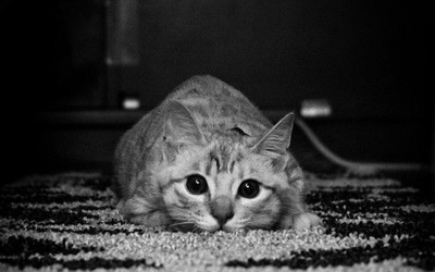 Trắc nghiệm kiến thức về loài mèo 