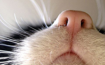 Trắc nghiệm kiến thức về loài mèo 