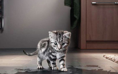 Trắc nghiệm kiến thức về loài mèo 