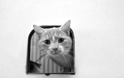 Trắc nghiệm kiến thức về loài mèo 