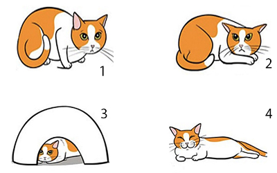 Trắc nghiệm kiến thức về loài mèo 