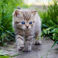 Bạn có tự tin rằng mình am hiểu "tất tần tật" về loài mèo?