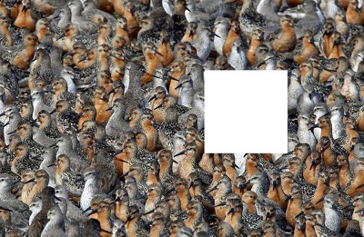 thử tài tinh mắt 