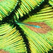 thử tài tinh mắt 