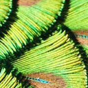 thử tài tinh mắt 