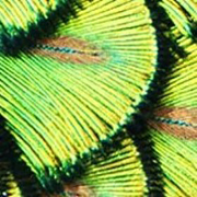 thử tài tinh mắt 