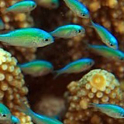 thử tài tinh mắt 