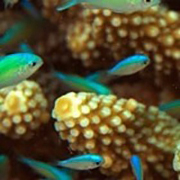 thử tài tinh mắt 